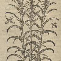 Calamus Aromatique de Matthiole.
