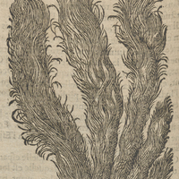 Nard de Garcie du Iardin.