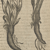 Le Boucquin des anciens.