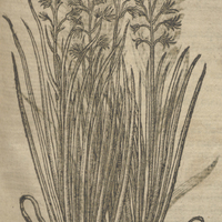 Ionc odoriferant de Matthiole.