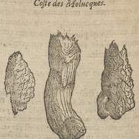 Coste des Molucques.