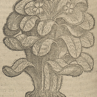 Rhubarbe de Matthiole.