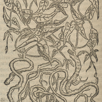 Sarsepareille de Matthiole.