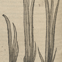 Gingembre de Pena.