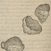 Zerumbet de Clusius.