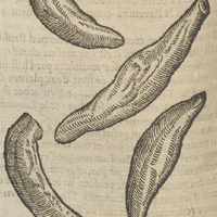 Zerumbet de Serapion, & le Zedoar, qui font les mesmes parties d'iceluy.