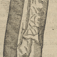 Bois de Couleuvre.