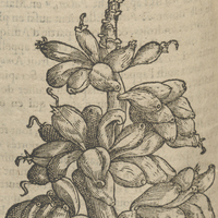 Musa chargé de fruict.