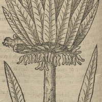 Musa Pacouera de Thevet.