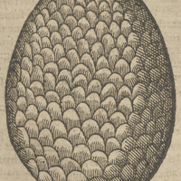 Guanabane d'Ouiede.