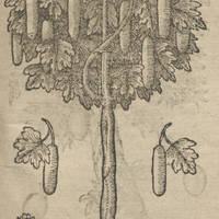 Figuier des Negres.