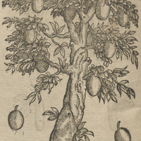L'arbre Cohine.