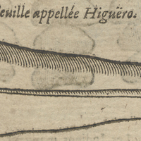 Feuille appelée Higuëro.