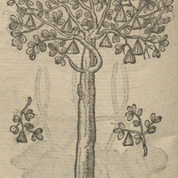 L'arbre Ahouay.