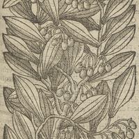 L'Arbre de la Canelle de Acosta.
