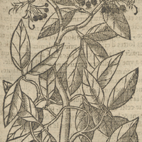 Pavate de Acosta.