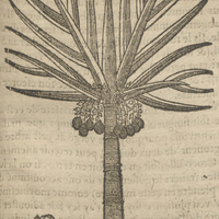 Auellaine des Indes de Acosta.