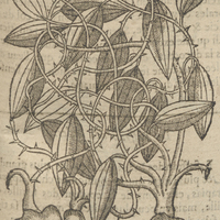 Racine de Chine de Acosta.