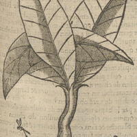 Saffran des Indes de Acosta.