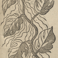 Premiere espece du bois de Coleuure.