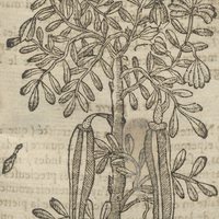 Moringa de Acosta.