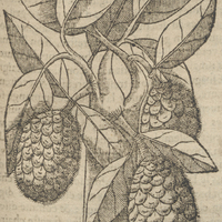 Iaca de Acosta.