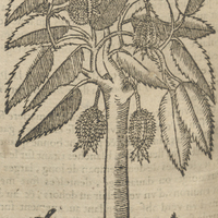 Durion de Acosta.