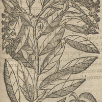 Mangas de Acosta.