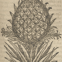 Ananas de Acosta.