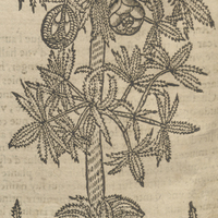 Ananas sauvage de Acosta.