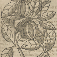Carcapuli de Acosta.