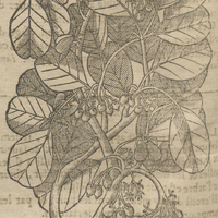 Pommier des Indes de Acosta.