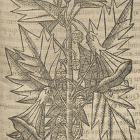 Datura de Acosta.