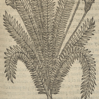 L'herbe Vine de Acosta.
