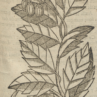Pignons de Malaca de Acosta.