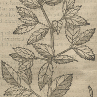 Herbe de Malaca de Acosta.