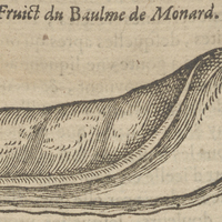 Fruict du Baulme de Monard.