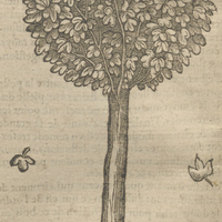 L'arbre appellé Sassafras de Monard.