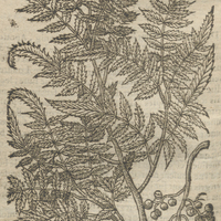 L'arbre appellé Mollé.