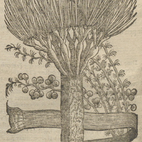 L'arbre appellé Draco de Clusius.