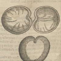 Premier Phazeole des Indes de Clusius.