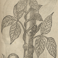Autre Phazeole des Indes de Clusius.