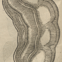 Cosse du Phazeole du Bresil de Lobel.