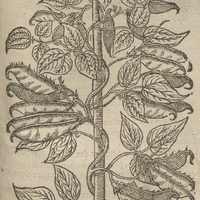 Autre Phazeole du Bresil de Clusius.