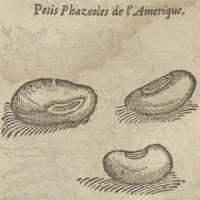 Petis Phazeoles de l'Amerique