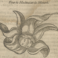 Fleur de Mechoacan de Monard.