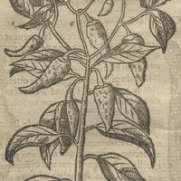 Le Grand Capsium, ou Poyure des Indes de Matthiole.