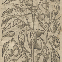 Capsicum large de Dodonée.