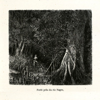 Forêt près du rio Negro