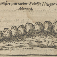Patenostre, ou racine Saincte Heleyne de Monard.